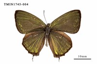 藏品(黃閃翠灰蝶)的圖片